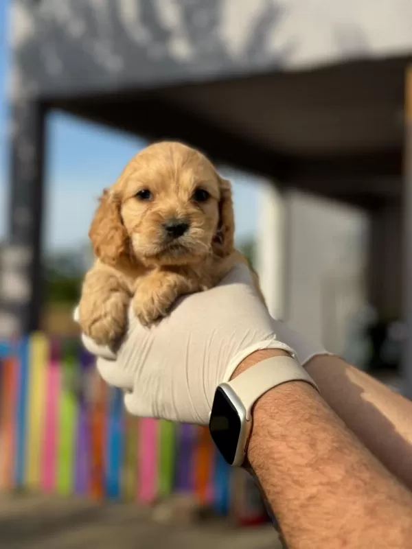 Maltipoo Yavrularımızı Canlı Görerek Alabilirsiniz