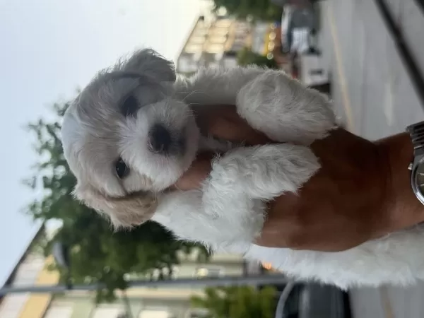 45 Günlük Dişi Terrier