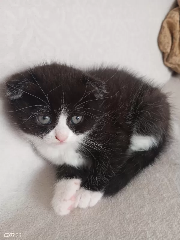 Scottish Fold Smoking