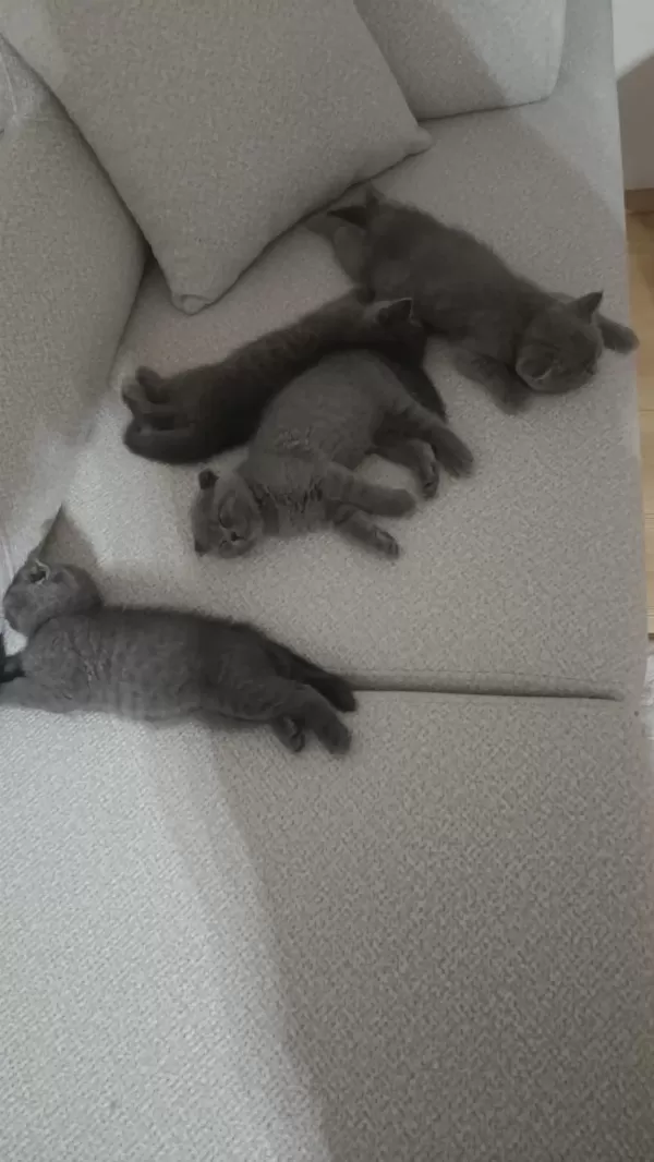 Scottish Fold Ve British Shorthair Blue Yavrular