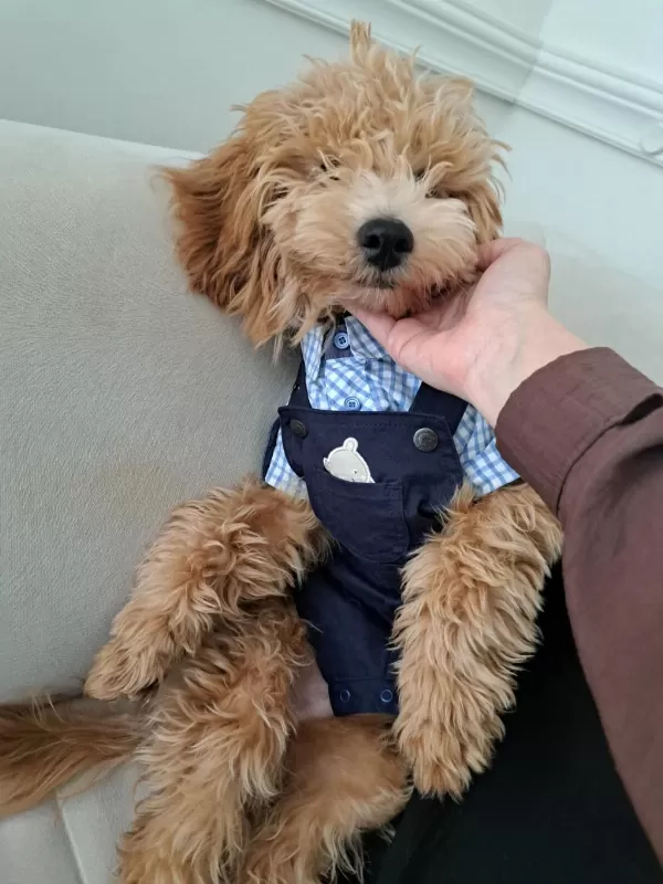 Poodle Köpeğimiz Tarçina Yuva Ariyoruz
