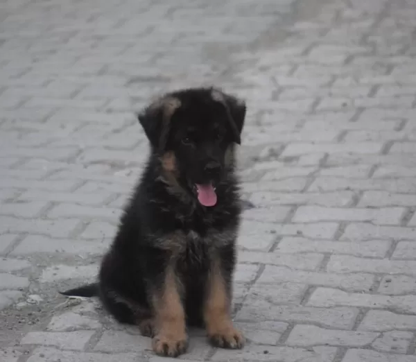 2 Aylık Erkek Alman Kurdu Yeni Ailesini Arıyor