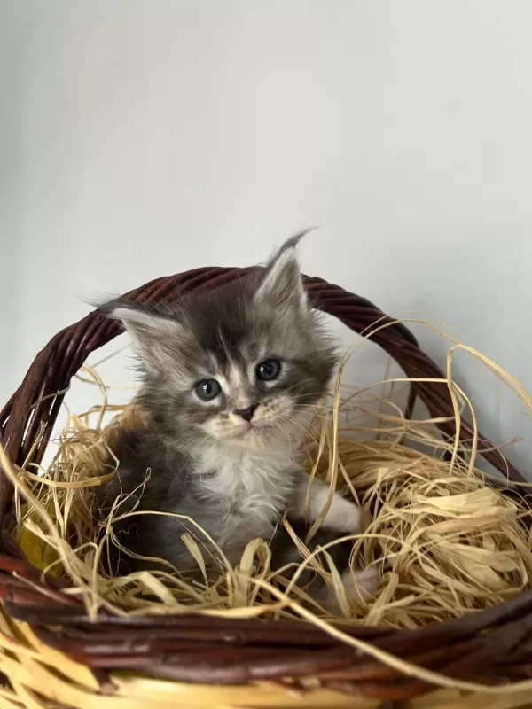 Safkan Full Şecereli Maine Coon Bebekler
