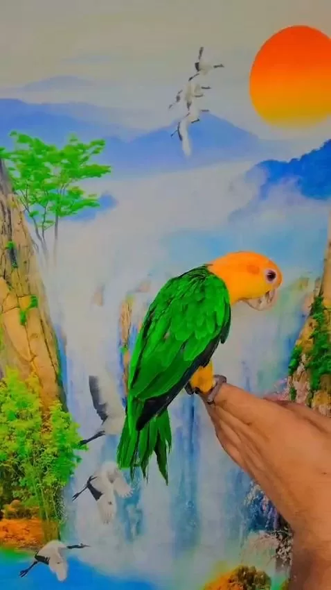 Full Evcil Caique Maskot