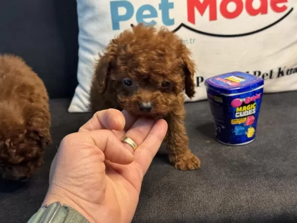 En Özelini Arayanlar İçin Tea Cup Kore Poodle