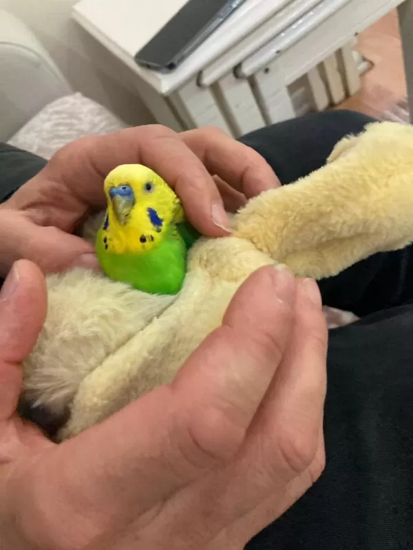 Jumbo Çift Konuşan Muhabbet Kuşu