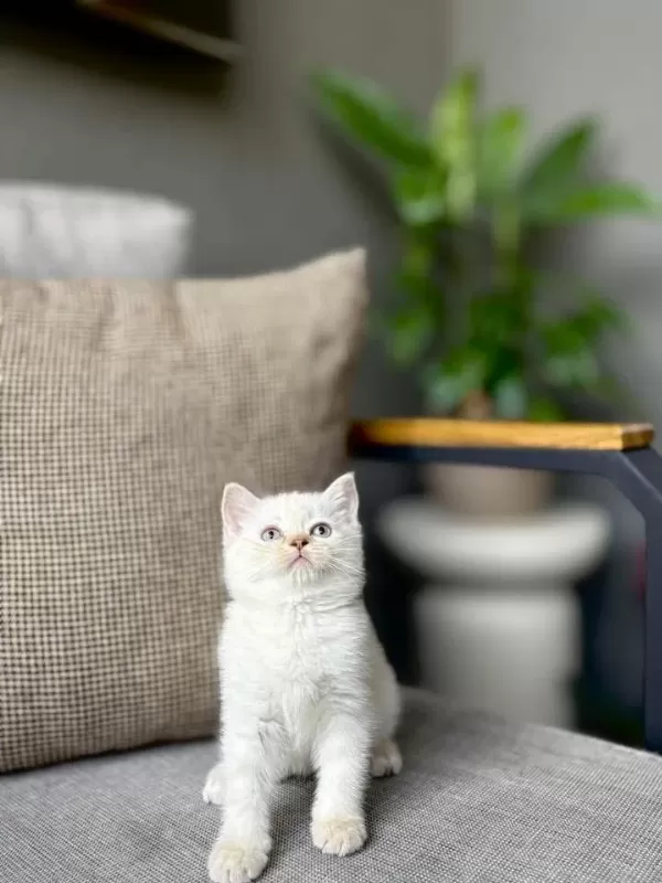 Birbirinden Güzel British Shorthair Yavrularim