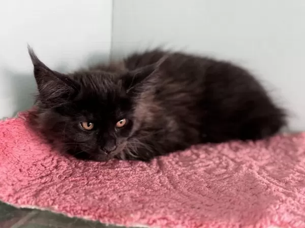 Ankarada Ziyarete Açık Maine Coon Yavrular