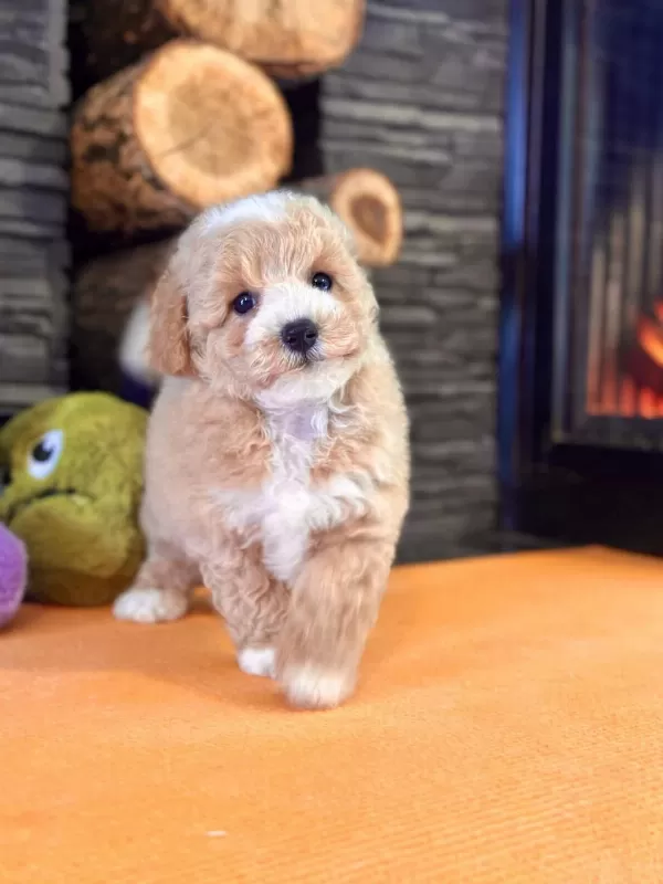 Teddy Surat Kore Kan Maltipoo Yavrularımız