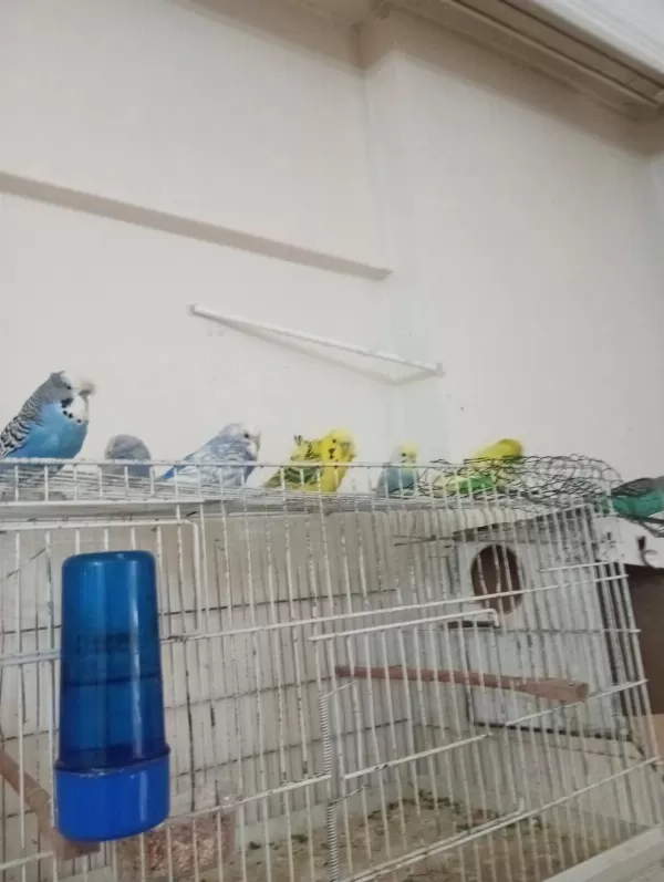 Sahibinden Sultan Papağanlar