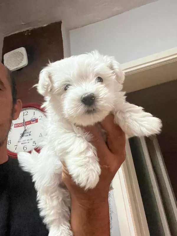 Maltese Terrier Bebekleri