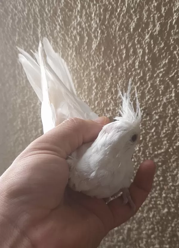 Albino Sultan Papağanı Yavrular Yeme Düştü