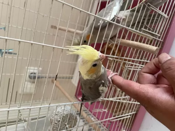 45 Günlük Erkek Yavru Sultan Papağanı
