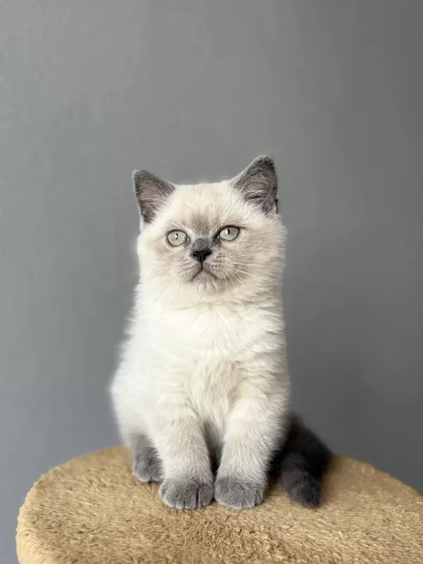 British Lilac Blue Point