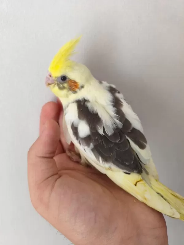 Acil Yeme Düşmüş Sultan Papağanı