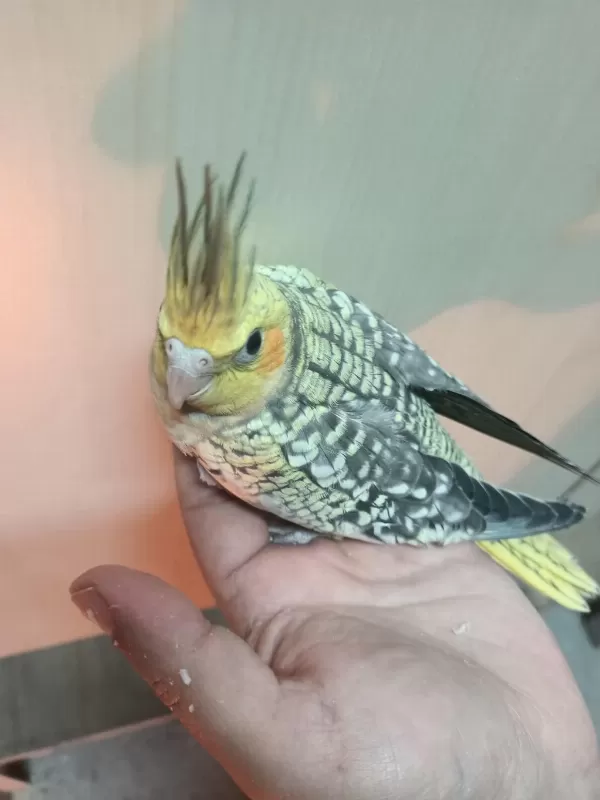 Her Renk Yavru Sultan Papağanı
