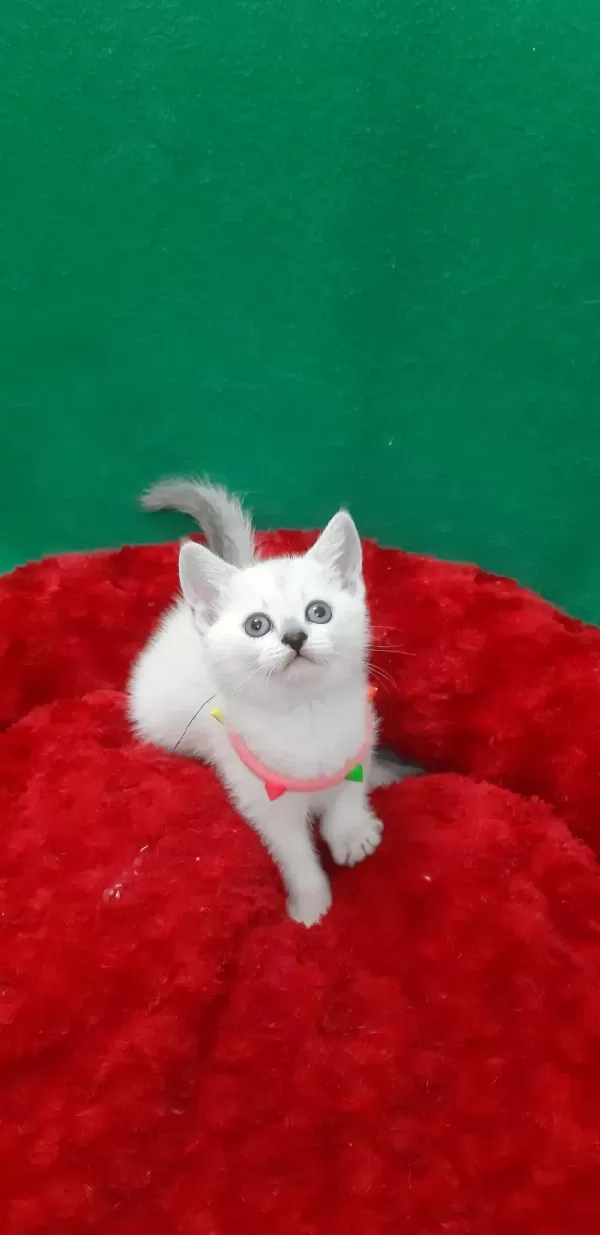 British Shorthair Tatlı Yavrumuz