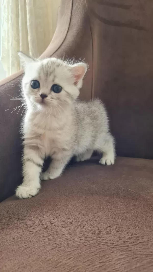British Shorthair Silver Yavrularımız