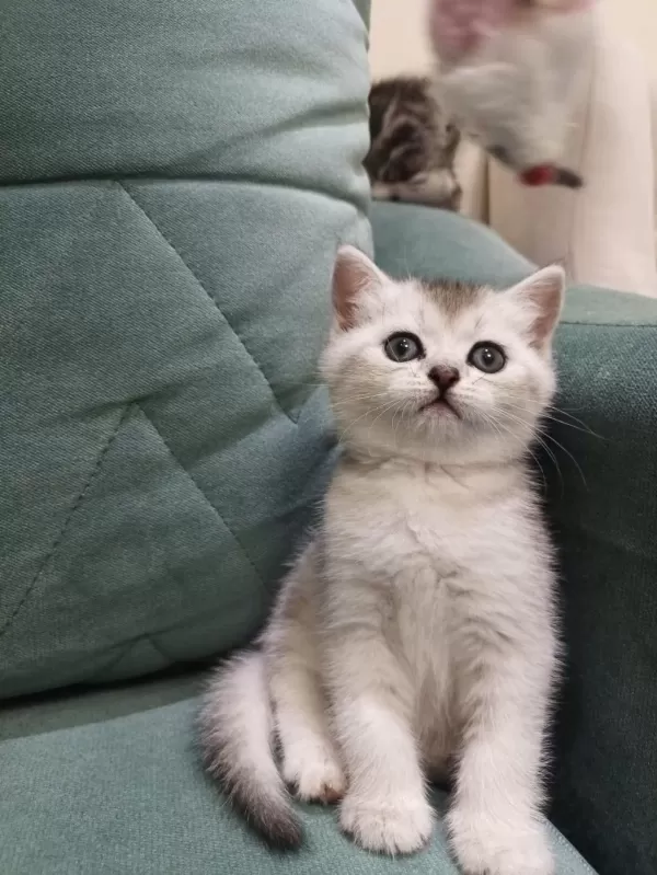 British Shorthair Silver Point Yavrular İki Aylık