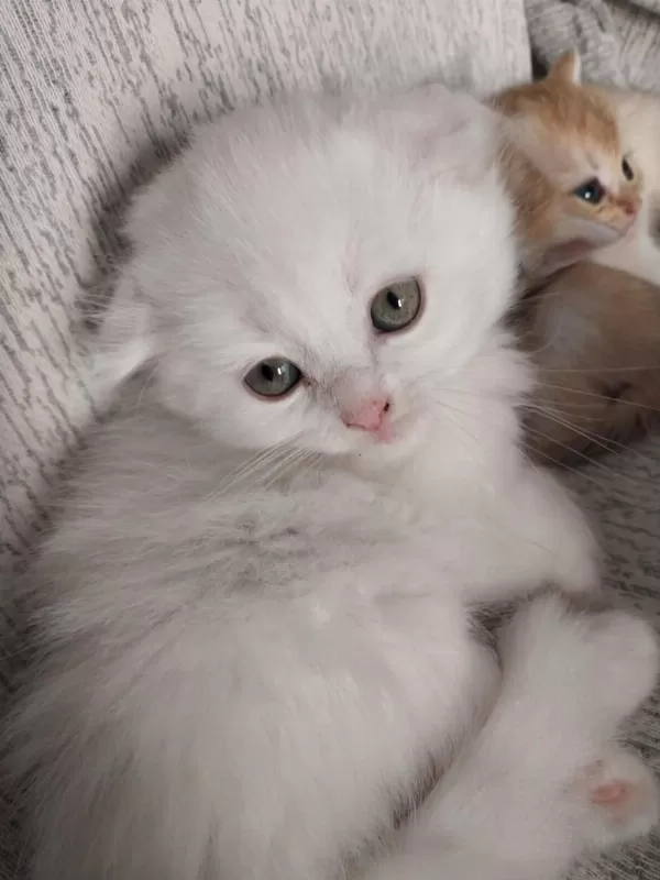 Scottish Fold Longhair White
