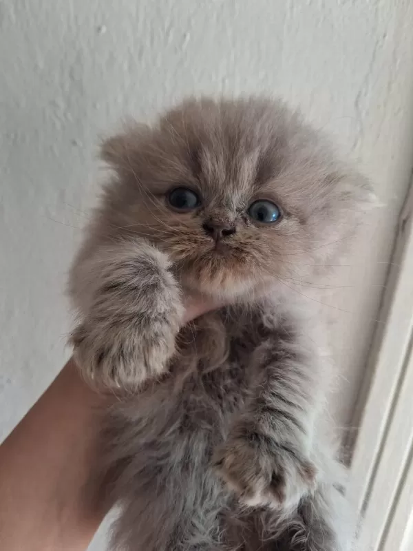 Blue Golden British Longhair Yavrular