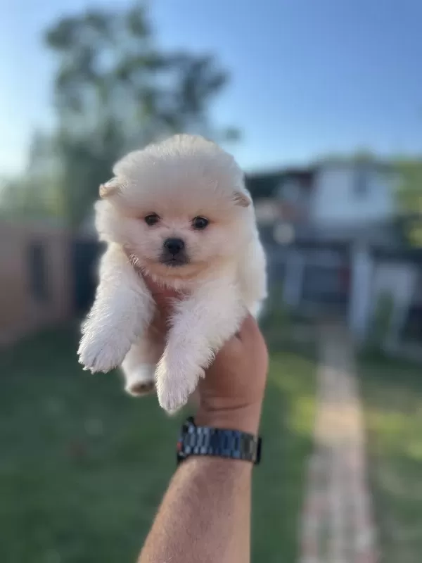 Pomeranian Yavrularımız