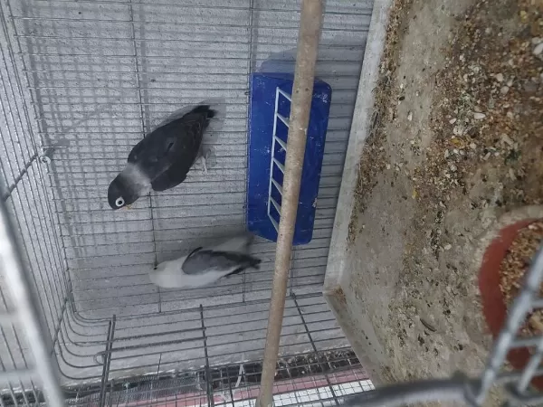 Dişi Cennet Papağanlar