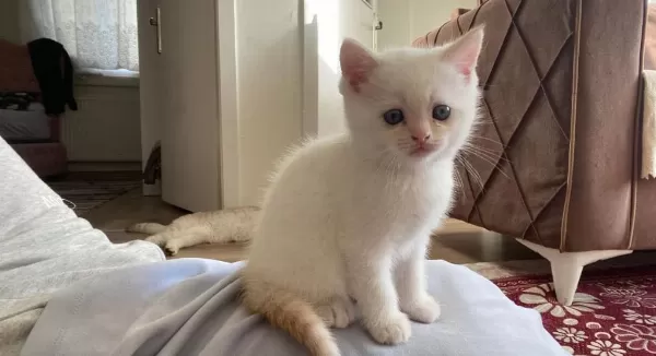 Mavi Gözlü British Shorthair Dişi Yavru Yuva Arıyor