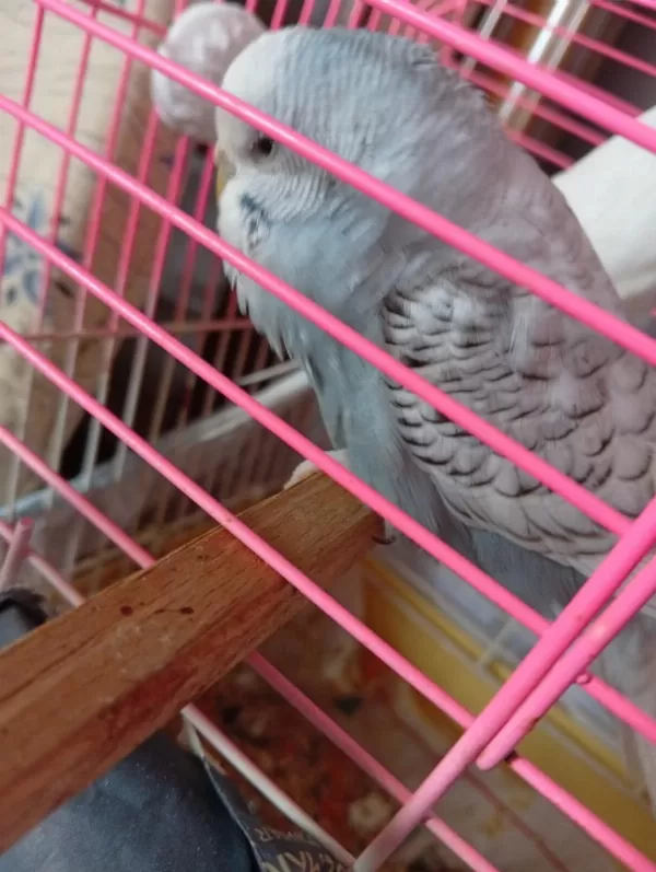 Kizişmiş Sağlikli Dişi Jumbo Dişi Muhabbet Kuşu