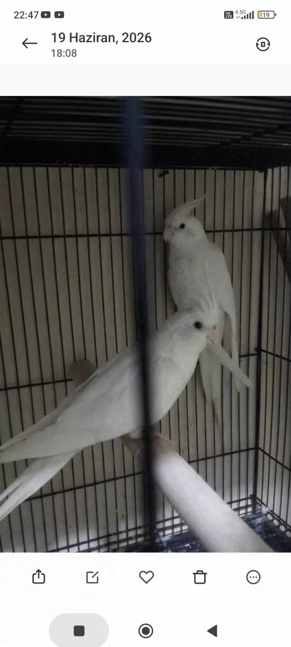 Yavru Görmüş Albino Sultan Papağanı Takımlar