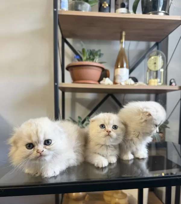 Üst Kalite Scottish Fold Bebekler