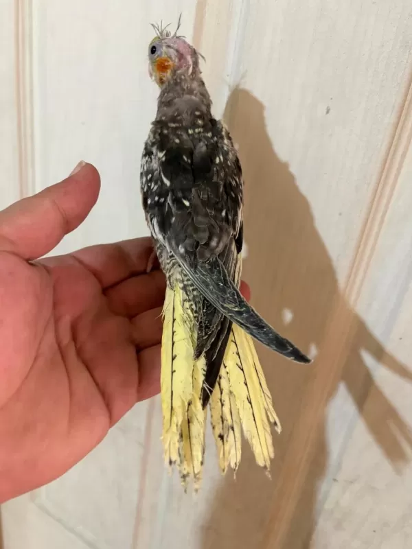 40 Günlük El Besleme Bebek Sultan Papağani