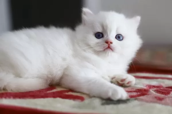 Bir Çift Boncuk Mavi Göz British Longhair