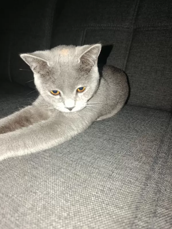 Acil Sahiplendirme Ücretsiz Kedimiz