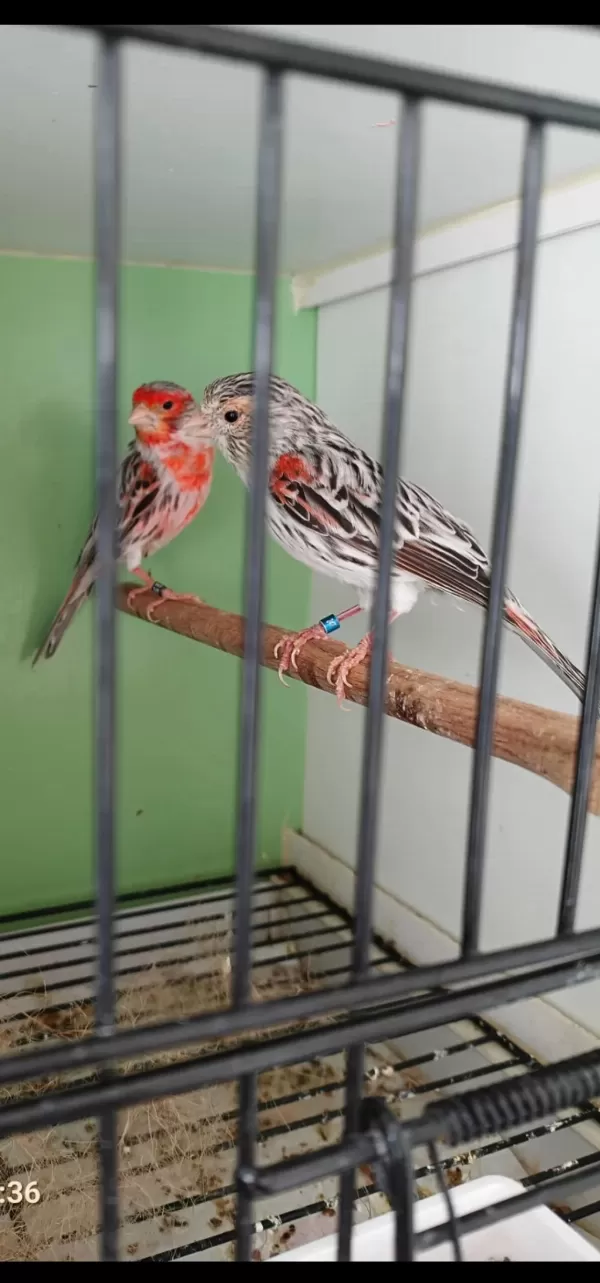 Yarışma Vasfı Takım Agat Kanarya