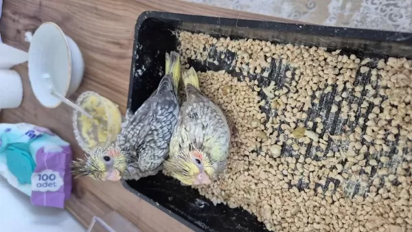 Nutribird A21 İle Elle Beslenen Sağlıklı Sultan Yavrular
