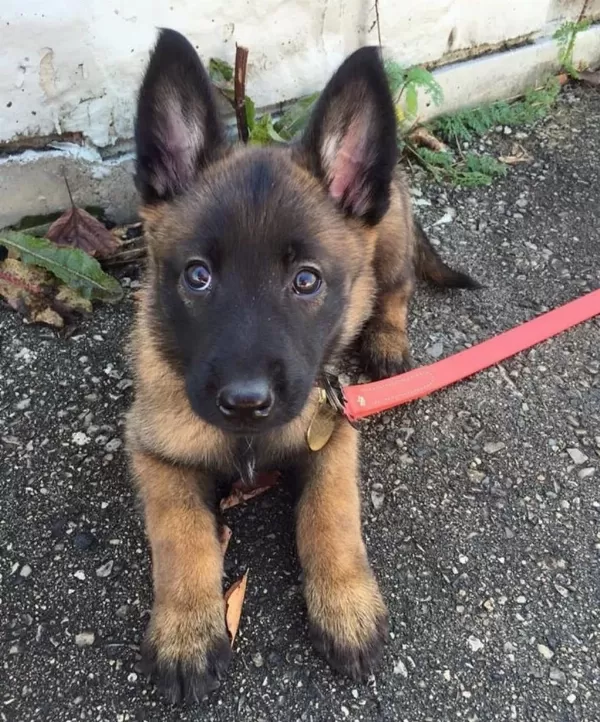 Malinois Bebekler Kapınıza Kadar Teslim Ediyoruz