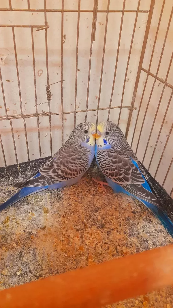 Muhabbet Kuşu Yavru 2 Adet Erkek Ev Üretimi