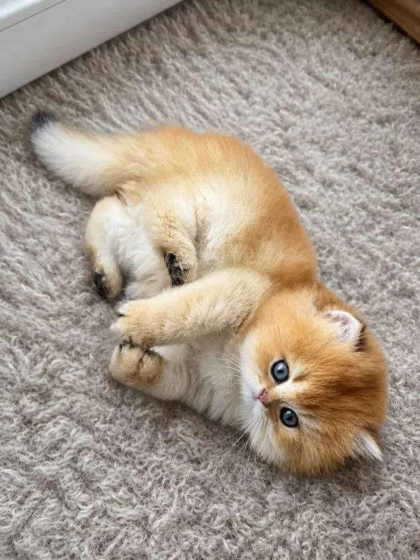 Zarafetin Adı Golden British Longhair