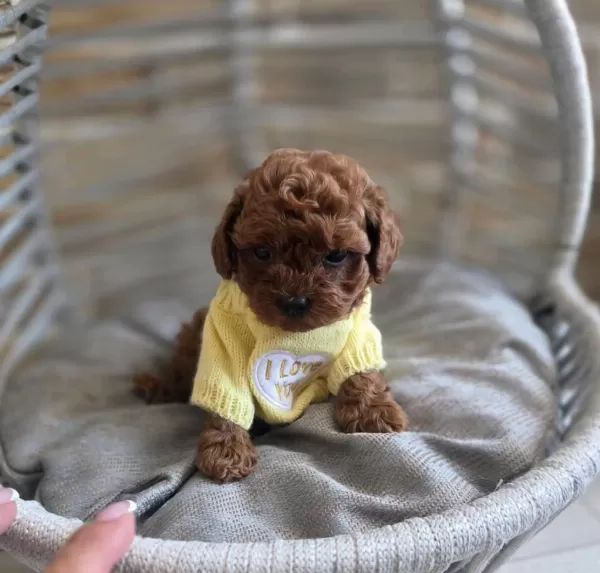 Toypoodle Yavrularımız