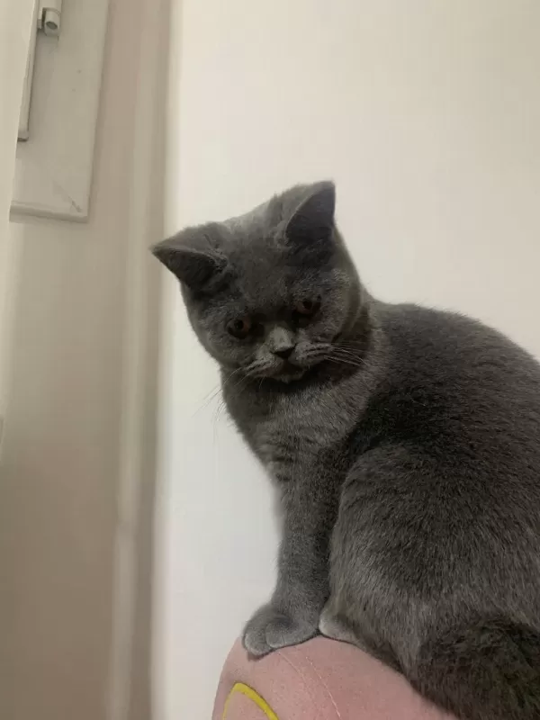 Ücretsiz Sahiplendirme 1 Yaşında British Shorthair