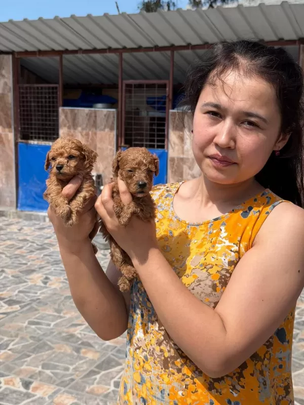 İstediğiniz Renklerde Poodle İslak Burunlar