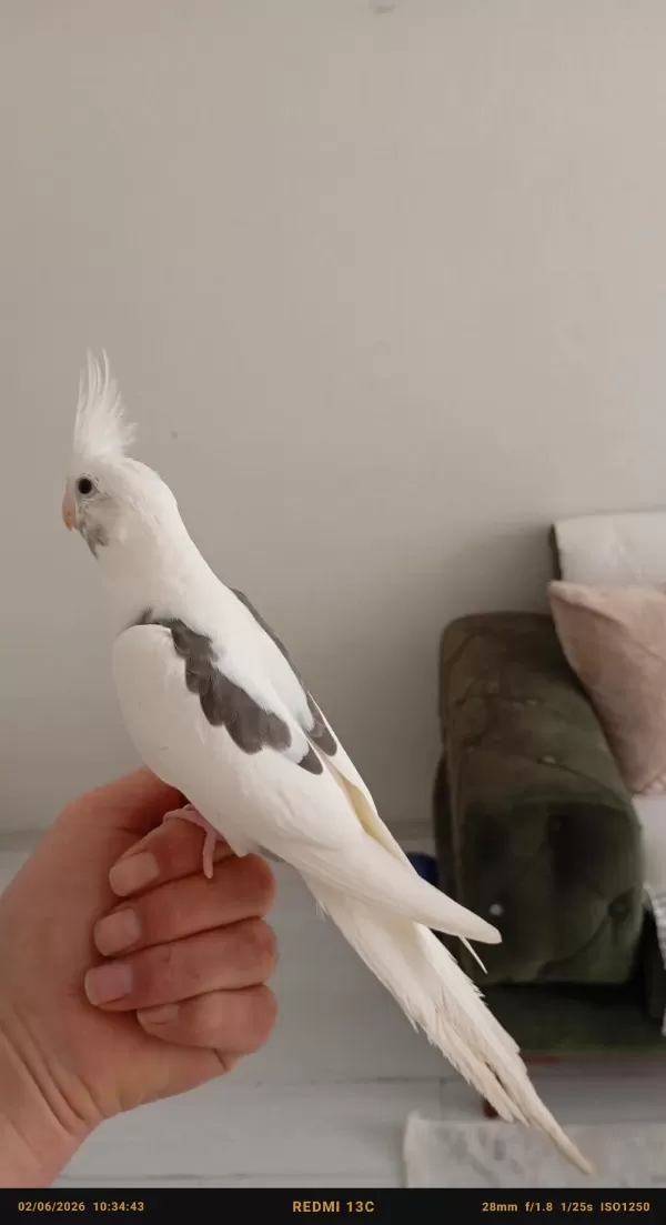 Ele Alışkın Erkek Sultan Papağanı