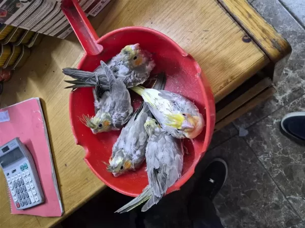 Evcil Sultan Papağanı Bebekler