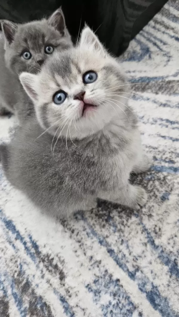 Eşsiz Güzellikte British Shorthair Yavrularim