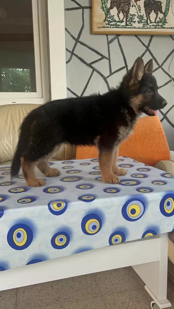 76 Günlük Alman Kurdu Puppy Aşıları Yapıldı