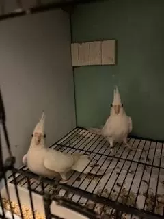 Kızgın Erkek Sultan Papağanları