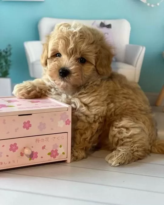 Sevimli Maltipoo Yavrulari