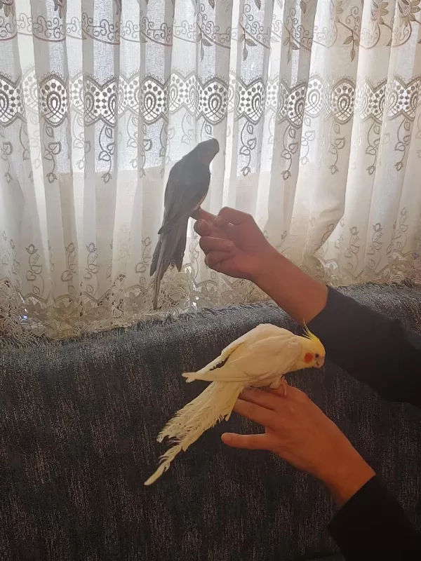 Konuşan Sultan Papağanlar Podyumda
