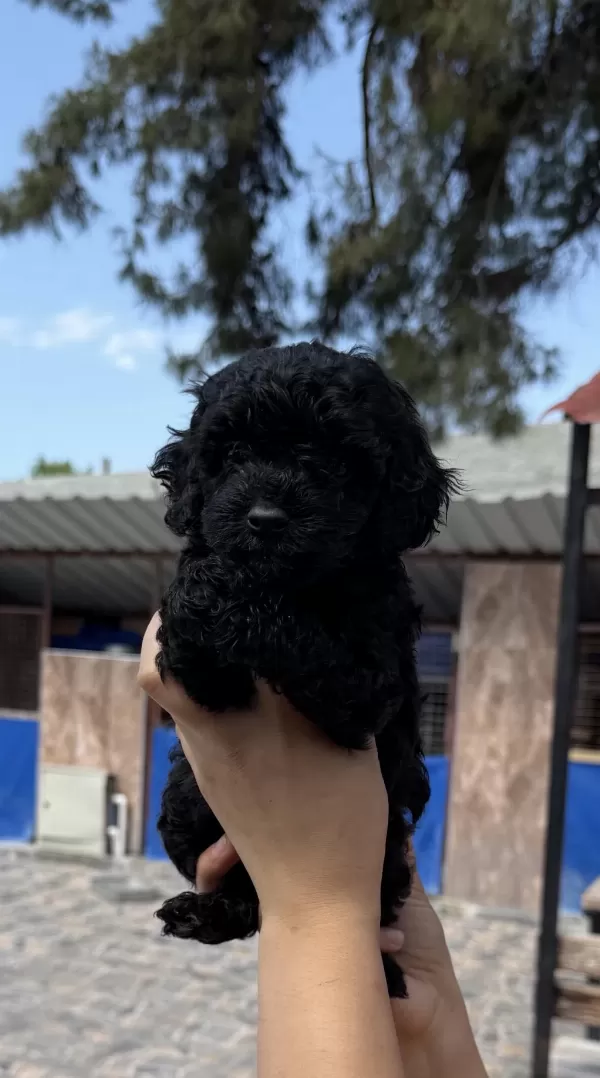 Siyah Toypoodle Zeytin Gözlü Şirin Yavrular